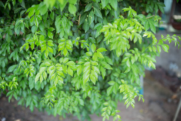 Zielone krzewy tło ze świeżymi liśćmi tekstury dla relaksu emocjonalnego - Zdjęcie, obraz