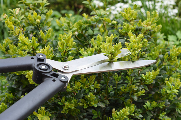 A close-up on pruning boxwood shrubs, box hedging. Trimming, cutting boxwood, buxus bush, hedge with sharp hedge shears.  - Foto, Imagen