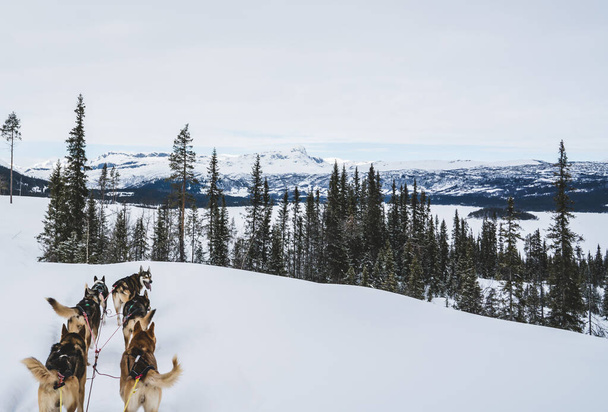 Alaskan huskies sled dogs, mushing through a snowy winter wilderness. - Foto, afbeelding