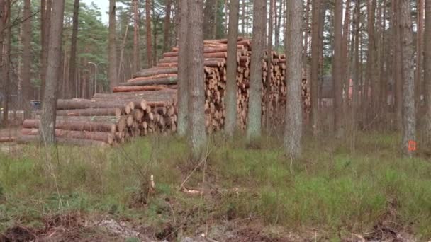 Bosque árboles caídos que yacen en montones, todo fue aserrado en troncos, tala de árboles comenzó concepto de deforestación - Metraje, vídeo