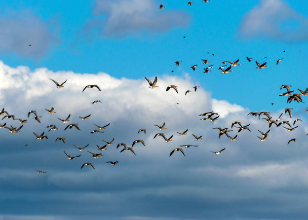 Překvapené hejno hus opouštějících pole během jarní / podzimní migrace, hejno hus na modré obloze - Fotografie, Obrázek