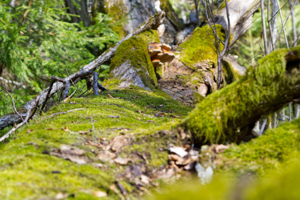 春の森の緑の苔で覆われた倒木 - 写真・画像
