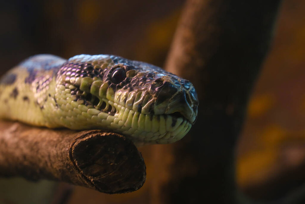 Detailní záběr hada, který leží na stromě - Fotografie, Obrázek