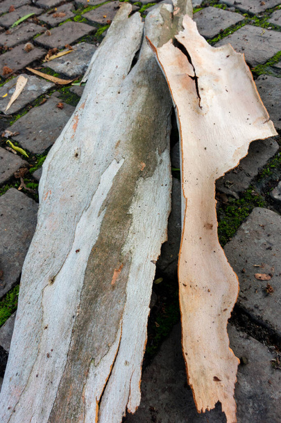 Blízký záběr kůry Eukalyptu. Všechny eukalypty přidávají každý rok vrstvu kůry a vnější vrstva odumírá. Zhruba u poloviny druhu je mrtvá kůra prolita a vystavena nové vrstvě čerstvého života.. - Fotografie, Obrázek