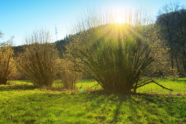 Spring background with flowering hazelnut-tree against sunlight. - Photo, Image