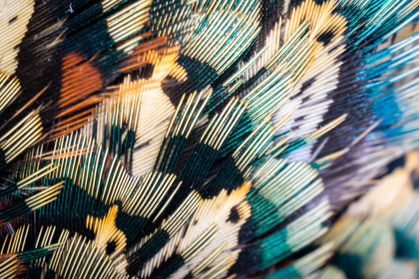 plumas de faisán de color con una textura visible. antecedentes - Foto, imagen