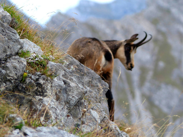 Chamois (Rupicapra rupicapra) in the Karwendel Mountains with Edelweiss in foreground, autumn - Fotografie, Obrázek