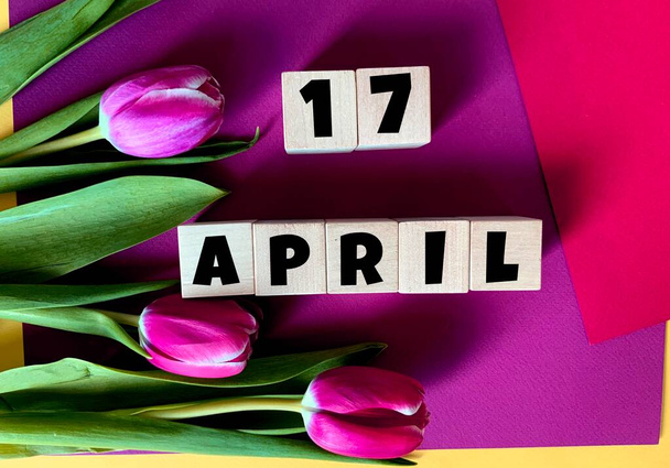17 kwietnia na drewnianych kostkach .Tulipany na fioletowym tle.. - Zdjęcie, obraz