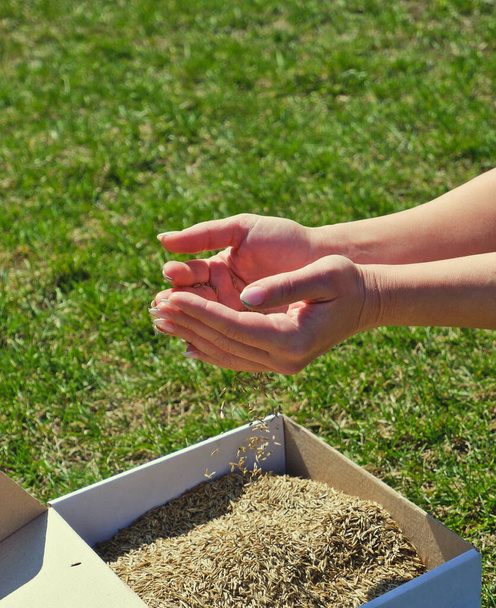 Samice biorą nasiona trawy z kartonowego pudełka wysyłkowego na tle zielonej trawy. Przygotowanie do wysiewu trawnika. - Zdjęcie, obraz
