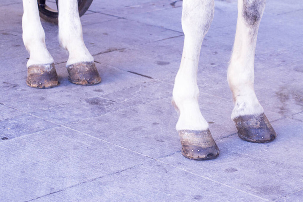 Jambes de cheval blanches sur asphalte. Pas de peuple - Photo, image
