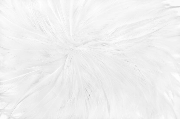 Beautiful white grey bird feathers pattern texture background. - Photo, Image