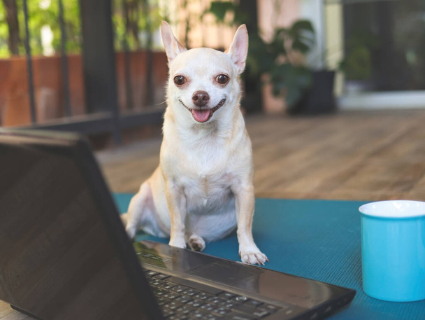 Portret van Chihuahua hond zittend op balkon met computer notebook en blauwe koffiebeker, lachend en kijkend naar camera. - Foto, afbeelding
