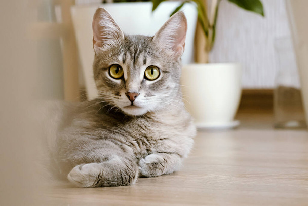 Un hermoso gato gris adulto yace en el suelo en un apartamento sobre un fondo de flores verdes de interior. Interior de un moderno apartamento de estilo escandinavo
 - Foto, Imagen