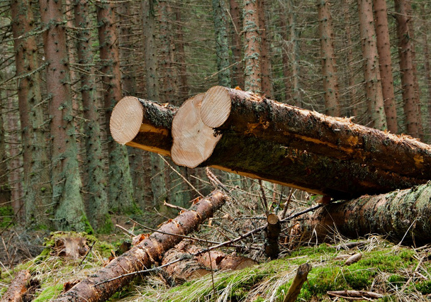 Вырубка деревьев в лесу
 - Фото, изображение