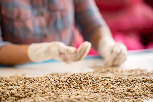 Les mains de l'agriculteur recueillant l'Arabica ou Robusta un grain de café biologique baies mauvais dehors. Les grains de café blanc se sont déplacés de l'écorce. Séchage au soleil avant rôti. - Photo, image