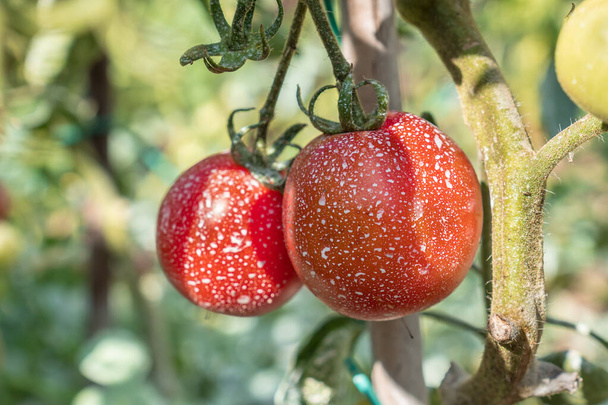 Tomaten mit Pestiziden, Herbiziden und Insektiziden besprüht - ungesundes Ernährungskonzept - Foto, Bild