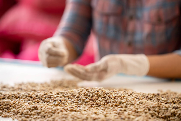 アラビカやロブスタンの有機コーヒーベリー豆を収集する農業従事者の手に悪いアウト。白いコーヒー豆は樹皮からシフトしています。太陽がローストの前に乾く. - 写真・画像