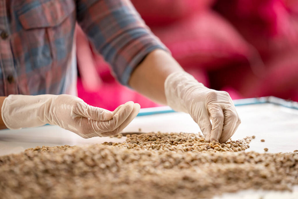 Сільськогосподарські руки збирають "Арабіку" або "Робусту", органічні кавові зерна. Білі кавові зерна змістилися з кори. Сунь висихає перед смаком. - Фото, зображення