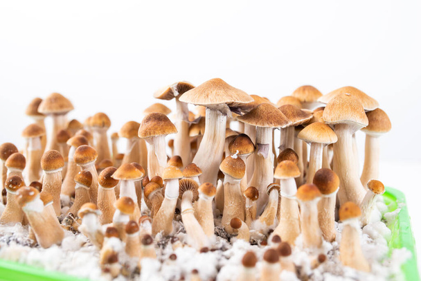 cultivar seus próprios cogumelos psicodélicos mágicos psilocybe cubensis - Foto, Imagem