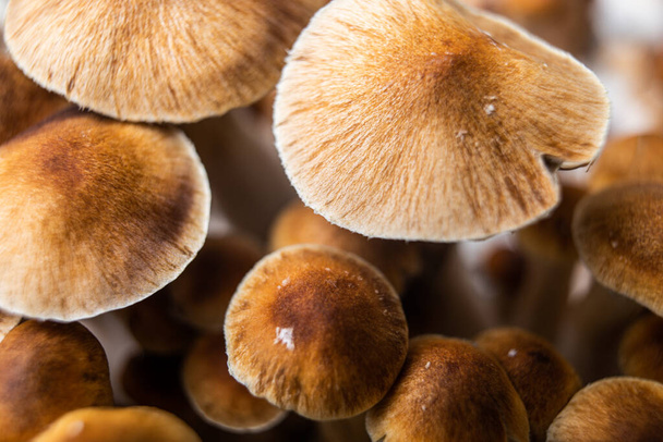 шляпы грибы психоделики обои макрос - Фото, изображение