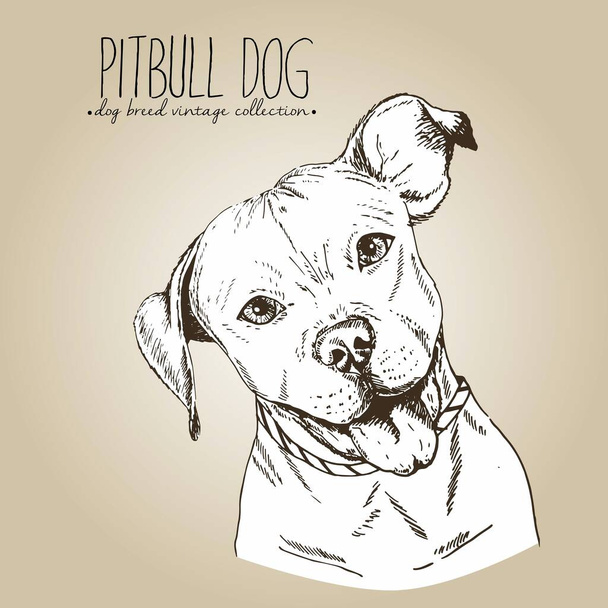 Vector close up portrait of english pitbull. Hand drawn domestic pet dog illustration in shebby vintage style. Isolated on craft brown background. - Vector, Image