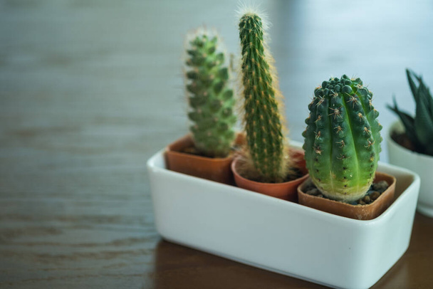 Vaso Florarium con cactus in vasi bianchi sul tavolo di legno al caffè - Foto, immagini