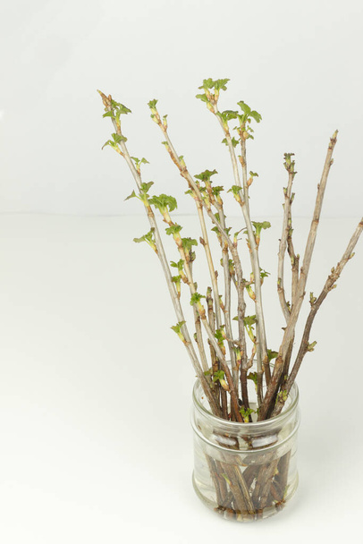 Ανθισμένα φύλλα από μοσχεύματα φραγκοστάφυλου σε γυάλινο βάζο σε λευκό φόντο. Νέα διαδικασία καλλιέργειας σπόρων - Φωτογραφία, εικόνα