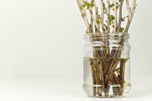 Jar with currant cuttings on a white background. New seedlings growing process - Photo, Image