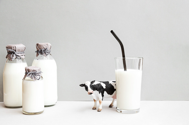 Botellas de leche fresca, una figura de vaca y un vaso de leche sobre un fondo gris claro. Bodegón minimalista de leche, espacio para copiar. - Foto, imagen