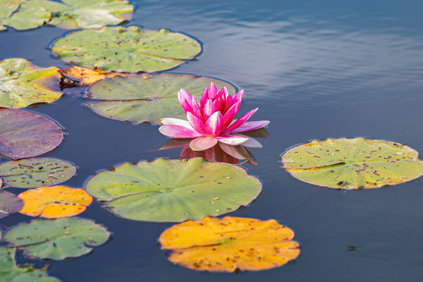 ninfee rosa nel lago - Foto, immagini