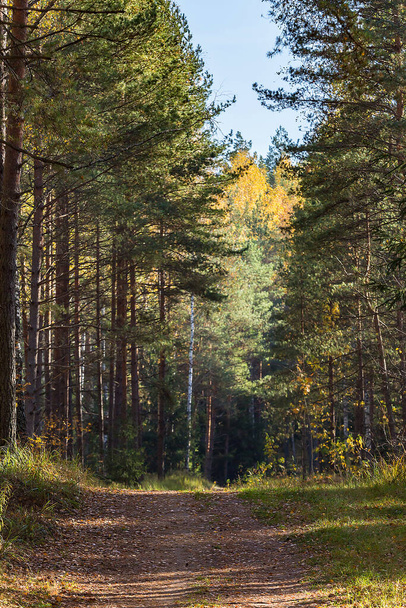 path in the woods - Foto, imagen