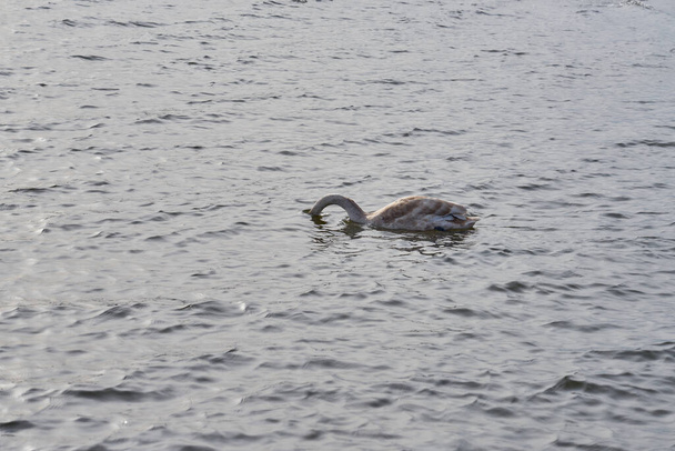 Un cisne solitario nada junto al mar Báltico. - Foto, Imagen