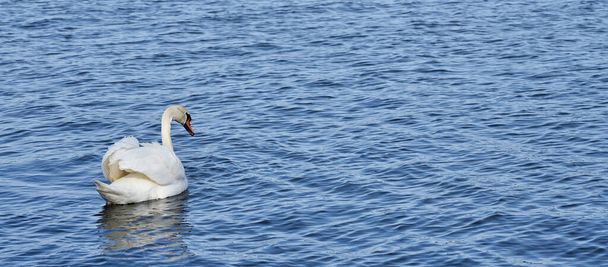 Um belo cisne branco na água azul. - Foto, Imagem