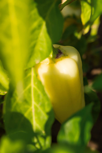 Vihreä paprika lähikuva kasvaa puutarhassa tai kasvihuoneessa. Korjaan vihanneksia omasta tuotannostasi. Vihreät lehdet, ruokatausta. Mehukkaat vitamiinit, kasvissyönnin käsite - Valokuva, kuva