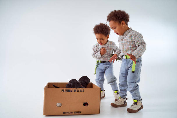 two dark-skinned boys saw two black puppies in a box of bananas. High quality photo - Foto, imagen