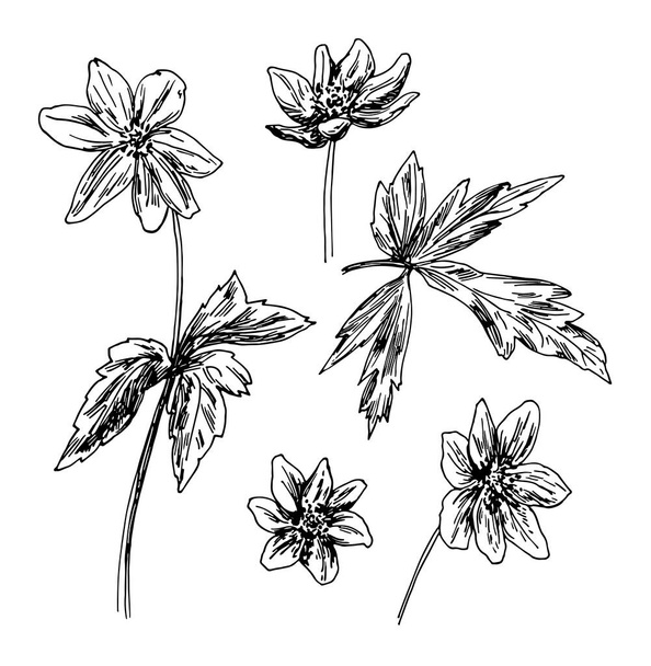 Vector illustrations of Anemone drawn with a black line on a white background. - Διάνυσμα, εικόνα