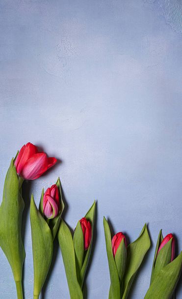 Five bright red and pink spring tulips with green leaves on blue textured concrete. Seasonal background with fresh natural flower flat lay and copy space. Vertical orientation. - 写真・画像