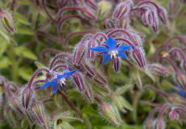 Blue flowers of borage, Borago offinalis. - Photo, Image