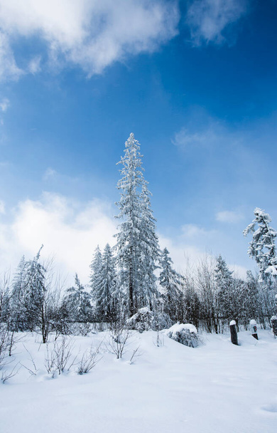 Paisaje con bosque en invierno, Glodowka, Zakopane, Polonia Menor, Polonia - Foto, Imagen