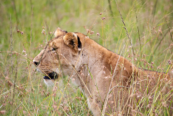 Lioness face in the grass in Masai Mara National Park, Kenya - Photo, Image