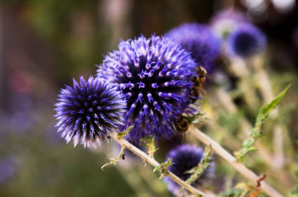 Крупный план голубого шара (Эхинопс) цветы, Ланкорона, Лодзкие, Польша - Фото, изображение