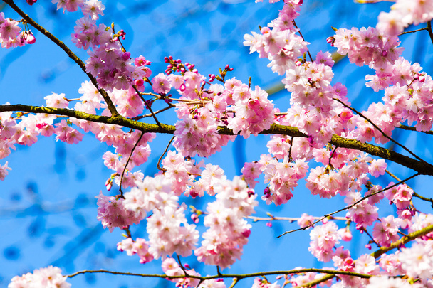Sakura virágok virágoznak - Fotó, kép