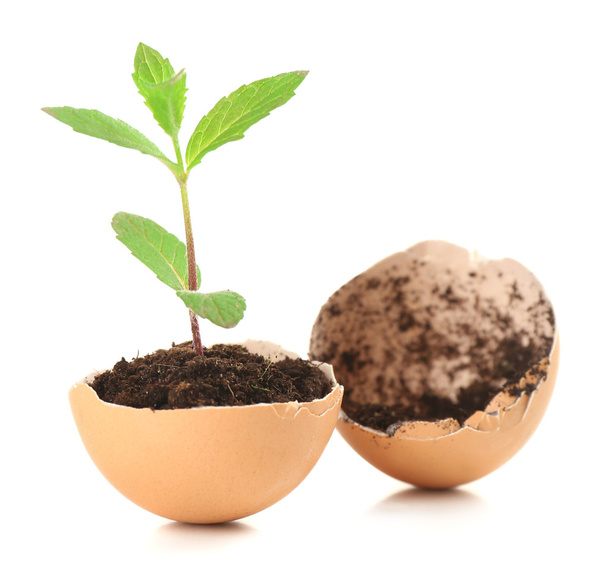 Reen plant in eggshell - Foto, Bild