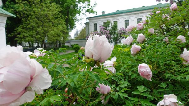 Pionit kukkivat keväällä Kiovassa-Pechersk Lavra - Valokuva, kuva