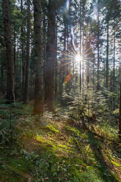 美しいサンライトシルバーモミの森。カルパチア山脈の天然山針葉樹(ヨーロッパの銀モミ)の森. - 写真・画像