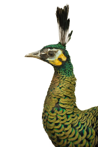 O Peafowl Verde
 - Foto, Imagem