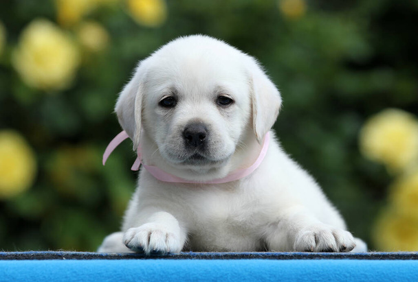 a lovely nice yellow labrador puppy on the blue background - Photo, Image