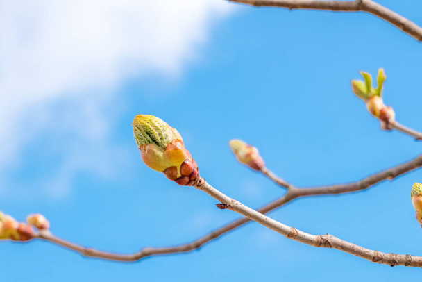 Branch of blossoming horse chestnut (Aesculus) flower bud. - Photo, Image