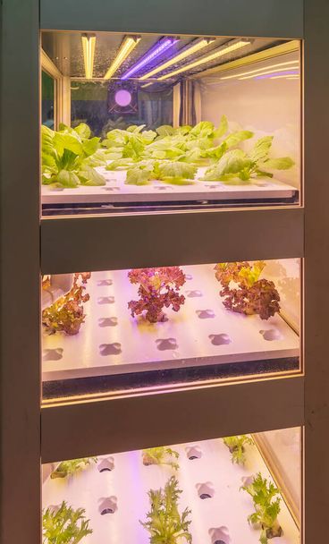 Ortaggi idroponici biologici crescono con luce LED Indoor farm, Agricoltura Tecnologia - Foto, immagini