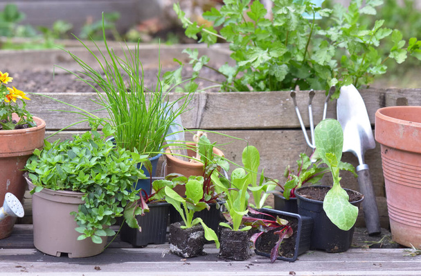 groentezaailingen en aromatische planten met tuingereedschap op een plank in een tuin  - Foto, afbeelding